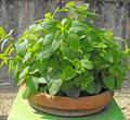 Lemon balm